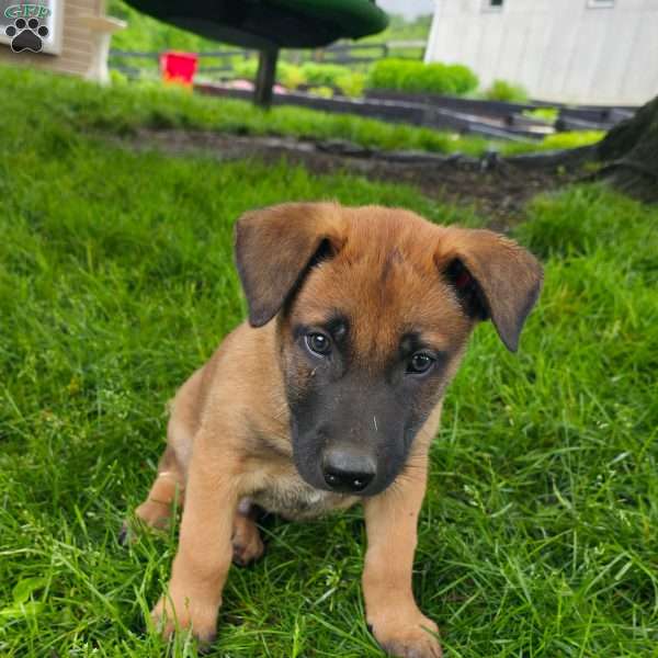 Duke, Belgian Malinois Puppy